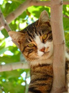 cat in a tree looking down