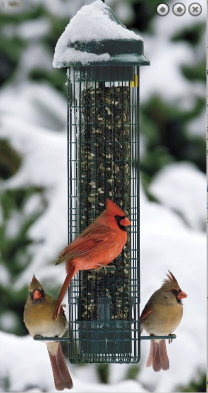 diy cardinal bird feeder squirrel proof