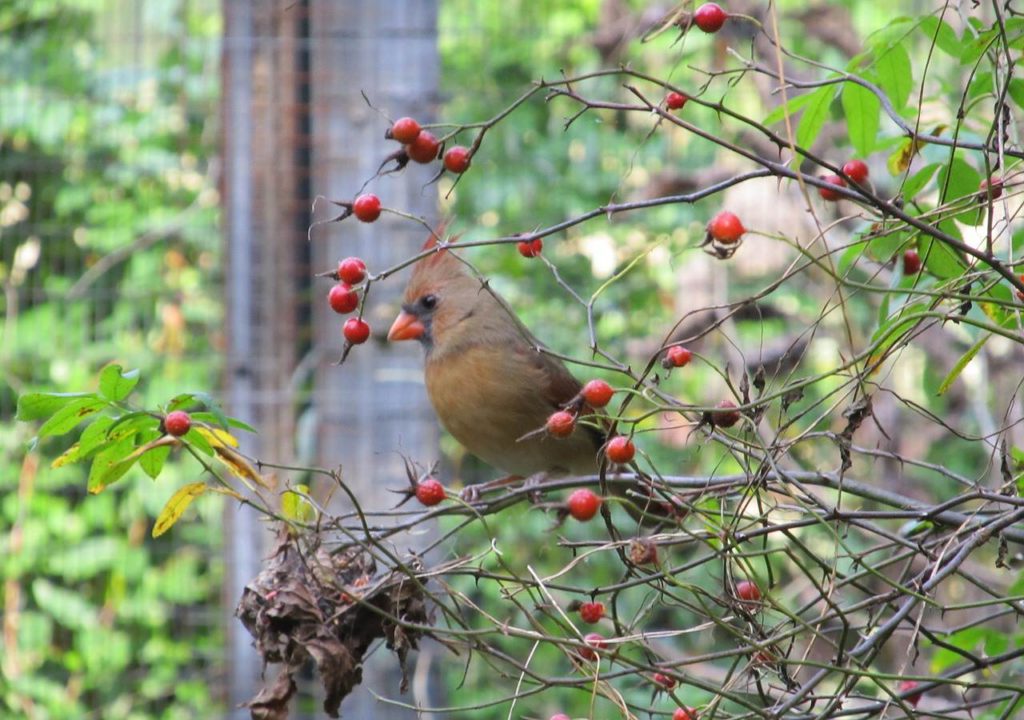 cardinal sitting in bush of red berries