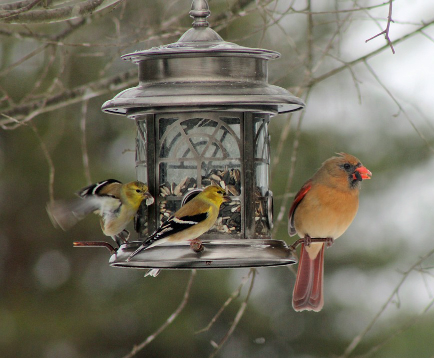 pretty bird feeder with cardinal and yellow birds visiting