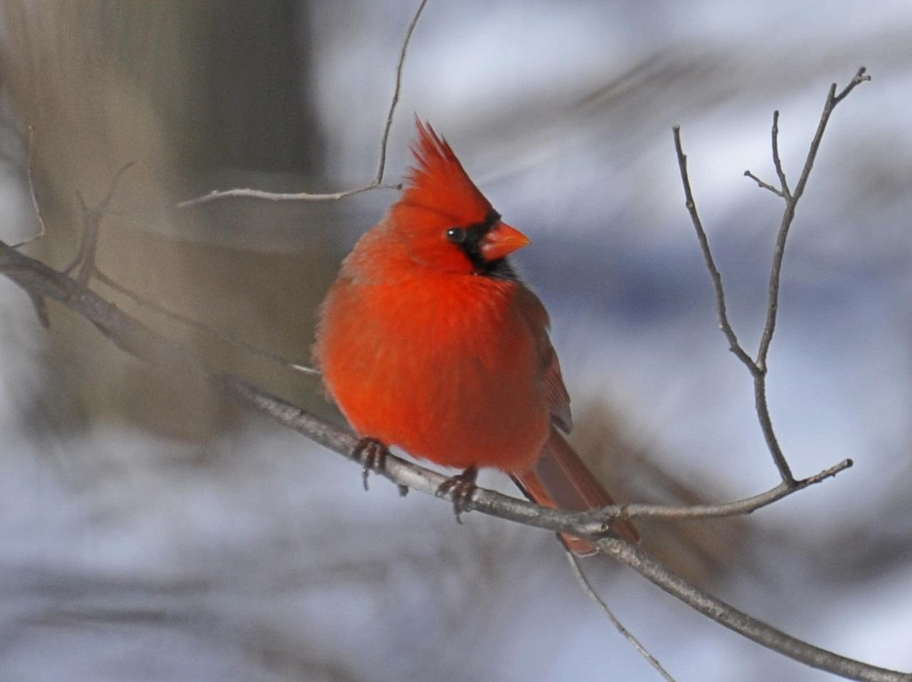 bright red cardinal on a branch