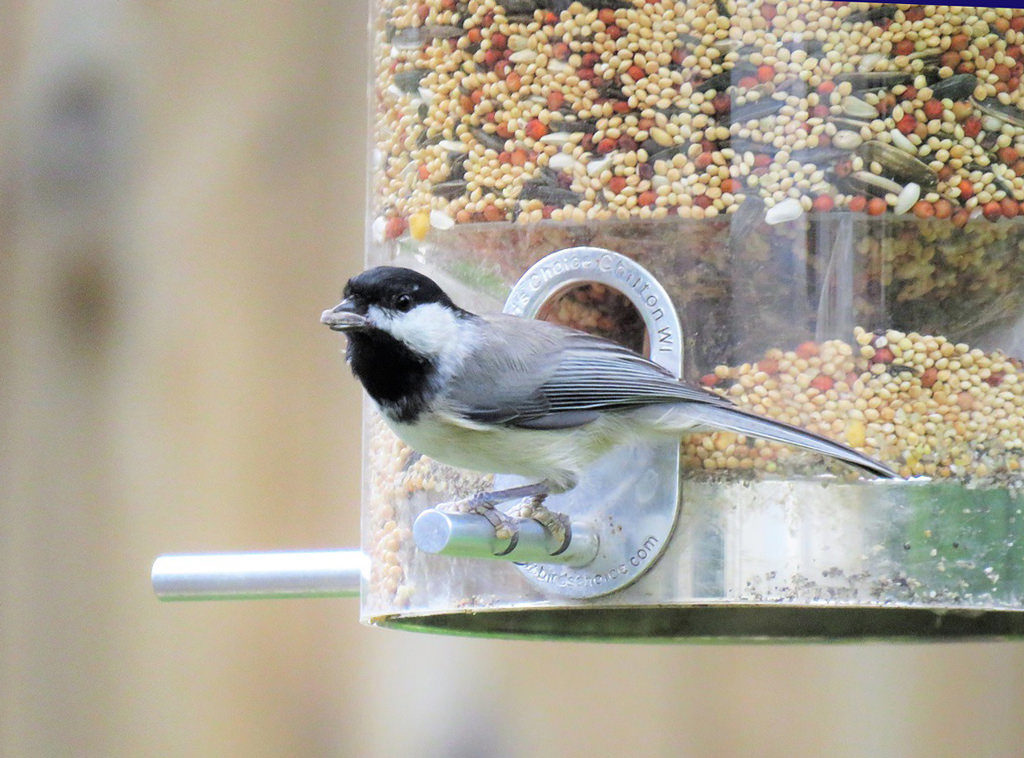 black and grey bird on the perch of a tube type feeder filled with birdseed