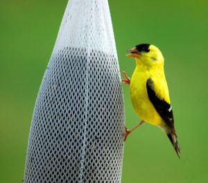 Finch eating from Sock feeder