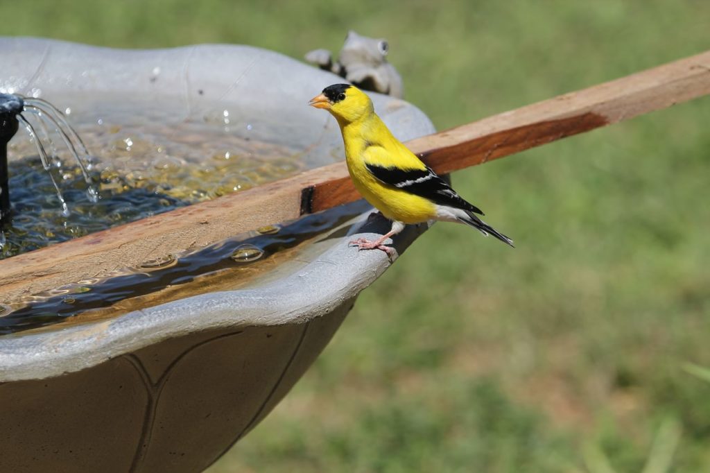 young finch sitting on the edge of a bird bath