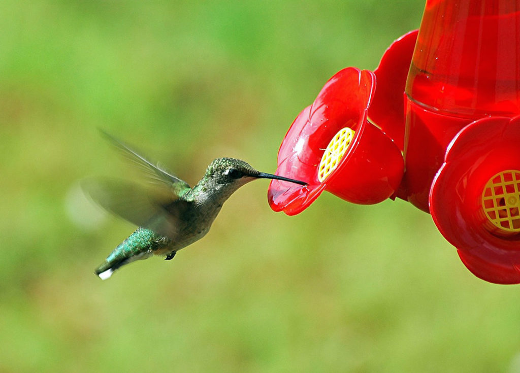 hummingbird taking a drink mid flight