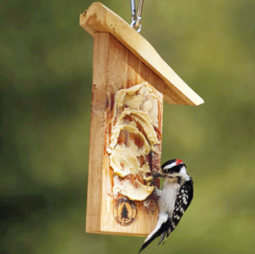 woodpecker at peanut butter feeder