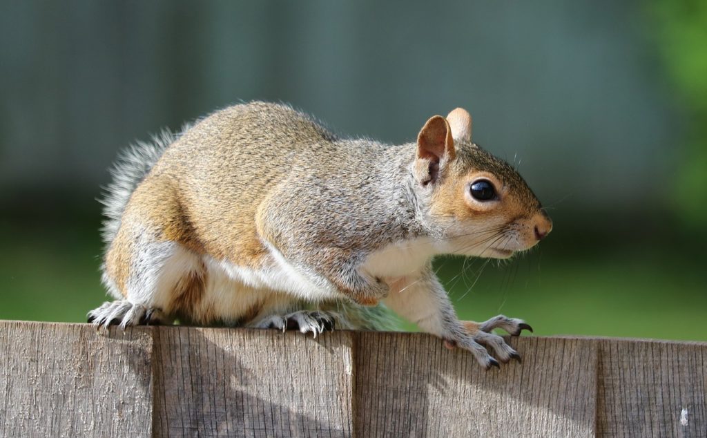 squirrel on a fence