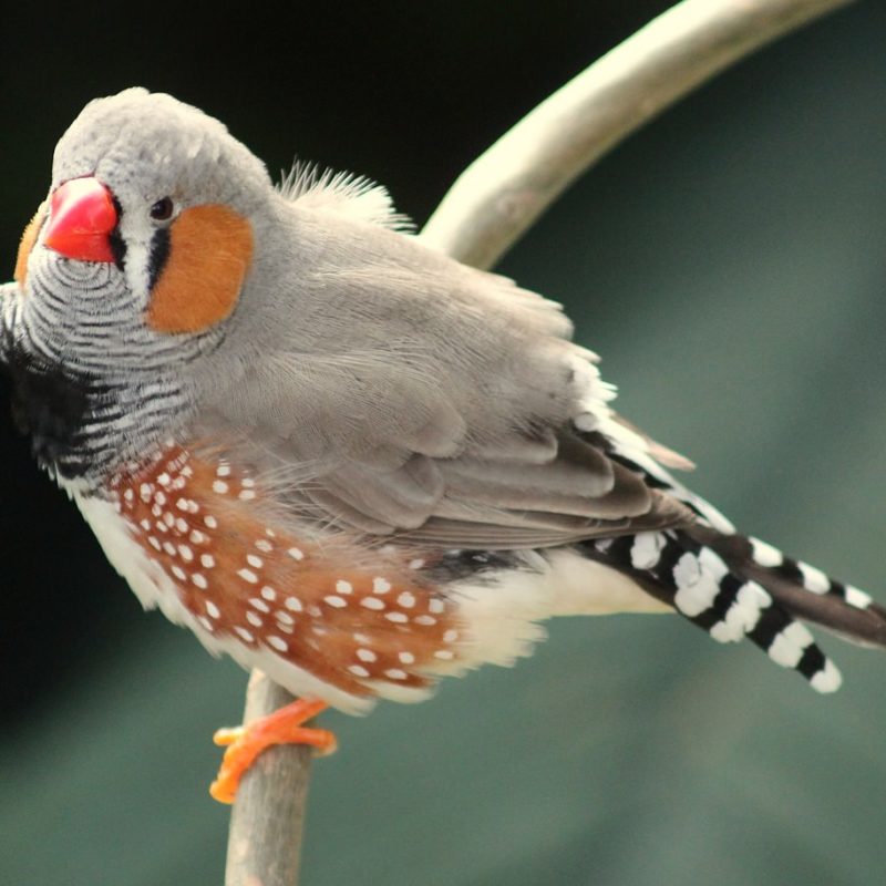 The 9 Best Bird Feeders for Finches - Check Out Our Favorites