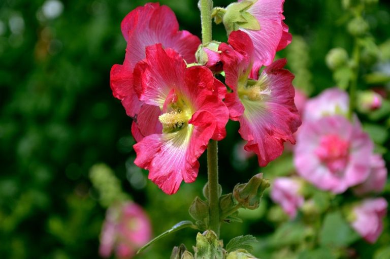 Our Favorite Hummingbird Plants and Flowers to Grow in Your Garden