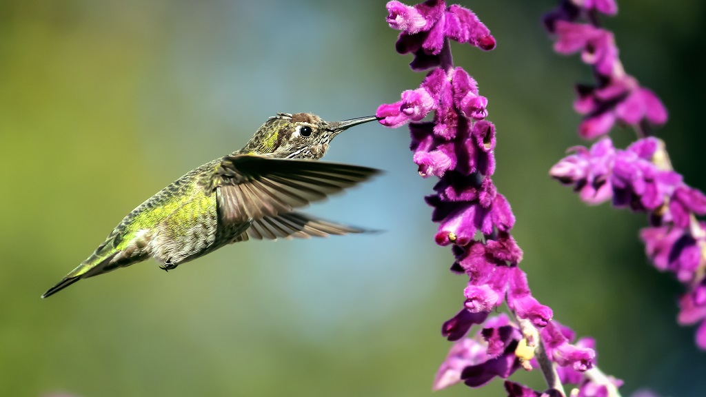 Green hummingbird feeding from bright purple flowers