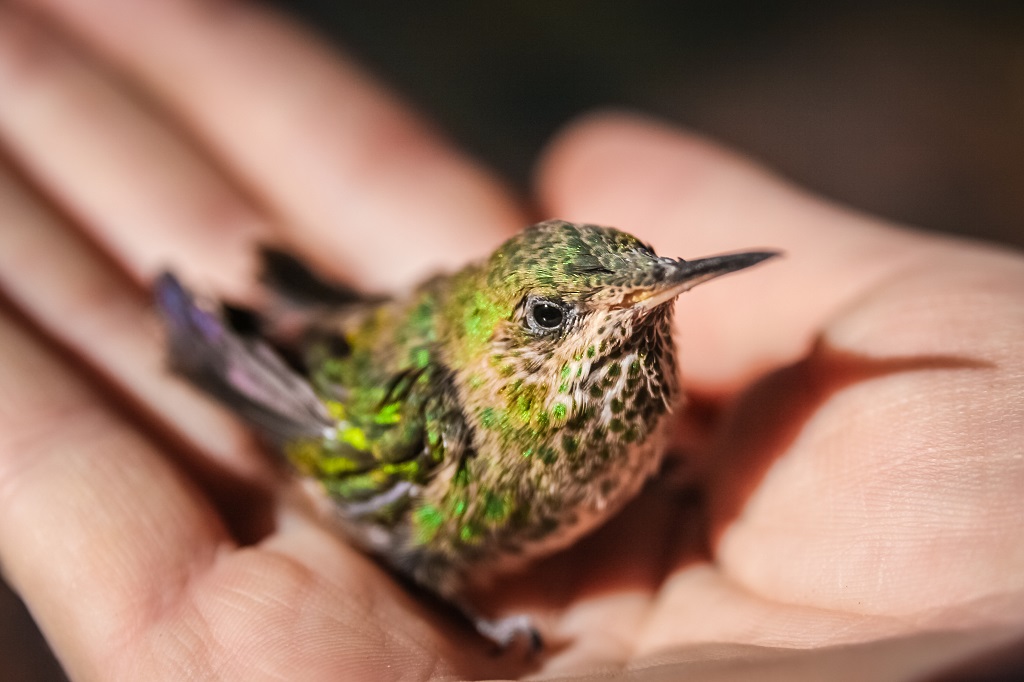 hand holding a little yellow and green hummingbird