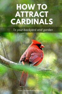 How To Attract Cardinals To Your Backyard And Birdfeeder