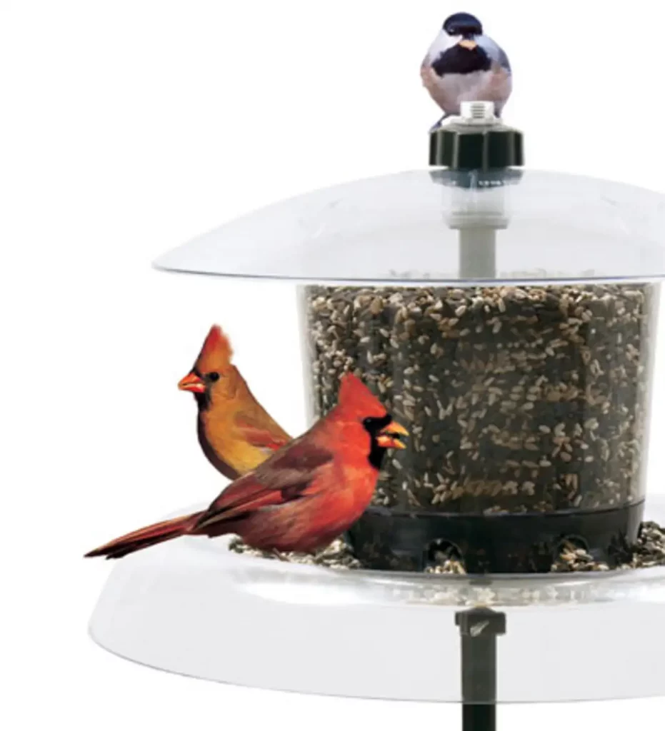 The Jagunda Squirrel Proof Cardinal Feeder