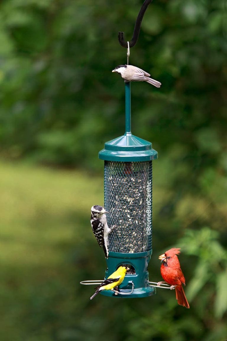 Six Squirrel Proof Feeders for Cardinals That Really Work