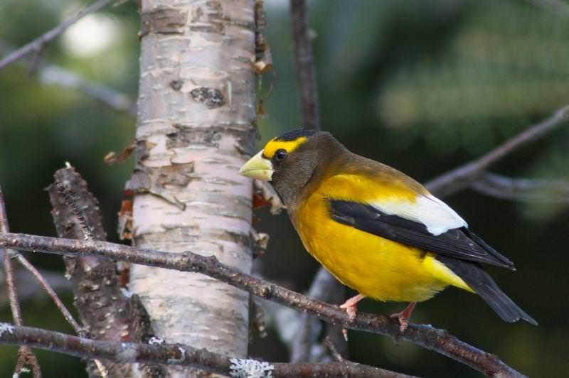 Close up of the yellow black and white evening grossbeak a type of finch