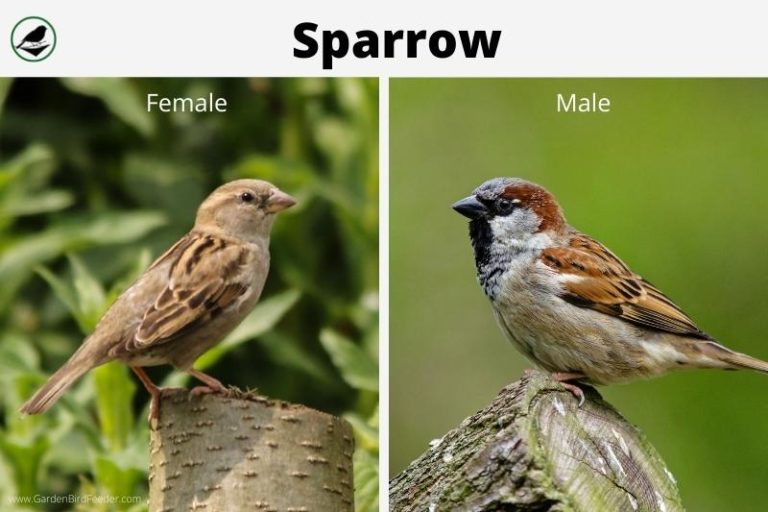 What Is the Difference Between a Sparrow and A Finch?