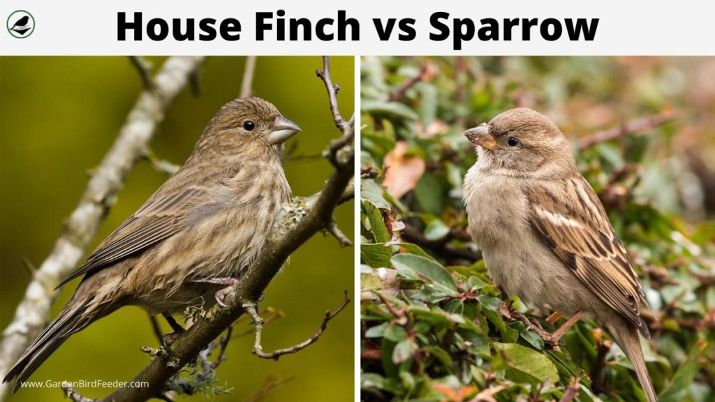 What Is the Difference Between a Sparrow and A Finch?