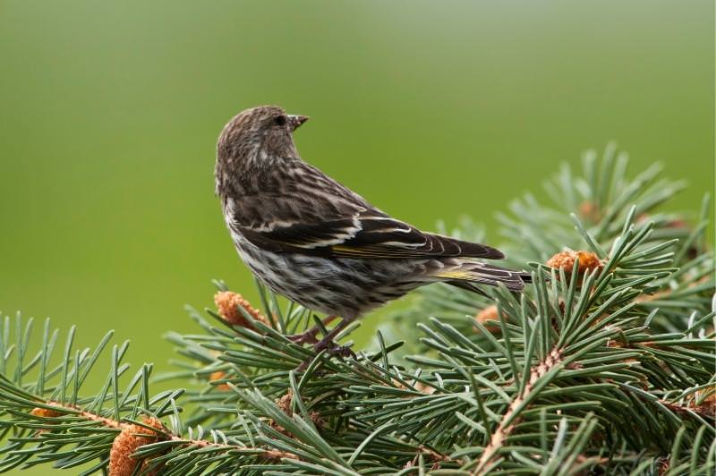 Pine siskin on a pine tree with cones