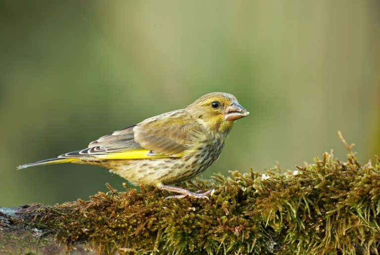 what-do-finches-eat